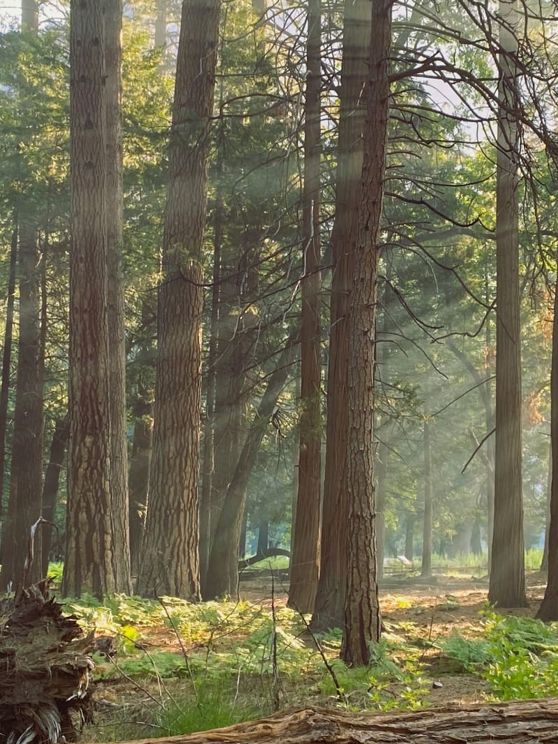 Sunlight through tall trees in a forest, with ferns and a fallen log in the foreground.